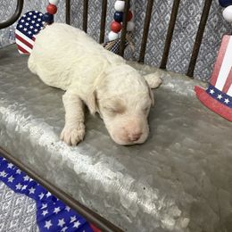 Boy 4 - Buff and white male Cockapoo puppy in Golden, Mississippi from Two Creeks Farm Poodles & Doodles