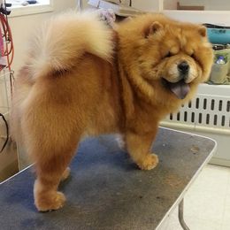 Chow Chow All Grown Up from VIP Chows