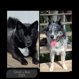 Pomsky puppies from Wolfpack Pomskies