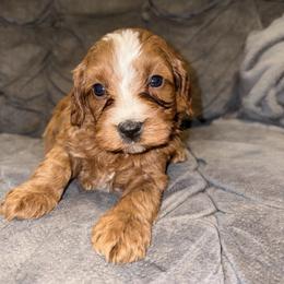 Lucas - Red male Cavapoo puppy in Osseo, Michigan from Smiths Fluffy butts