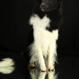 Shetland Sheepdog All Grown Up from Promise Shelties