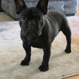Boy 3 - Brindle male French Bulldog puppy in Astatula, Florida from Reds Frenchies