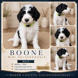 Boone - Parti male Goldendoodle puppy in Macclenny, Florida from Baker County Goldendoodles