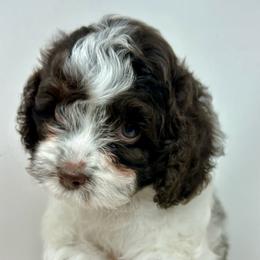 Light purple collar girl - Brown white and tan female Cockapoo puppy in Oologah, Oklahoma from Timber Hills Poodles and Doodles