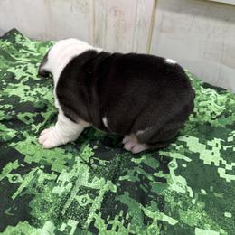 Bulldog Puppies from Bulldog's 4 Brothers
