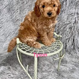 Aussiedoodle and Goldendoodle Puppies from West Coast Doodles