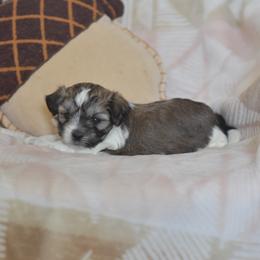 Jill - Brown and white female Shichon puppy in Delta, Colorado from PTK Ranch