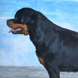 Rottweilers from Aliece's Rottweilers