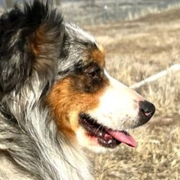 Miniature Australian Shepherds from Jody's Miniature Australian Shepherds