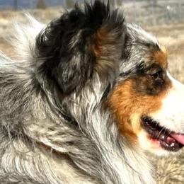 Miniature Australian Shepherds from Jody's Miniature Australian Shepherds