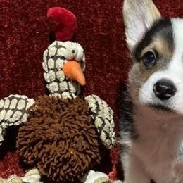 Pembroke Welsh Corgis from Clark’s Country Corgi’s