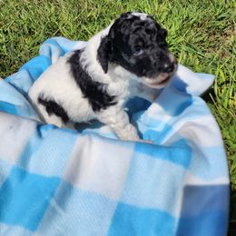 Poodle Puppies from C&K's Poodle Patch