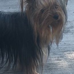 Yorkshire Terriers from Deb’sYorkies