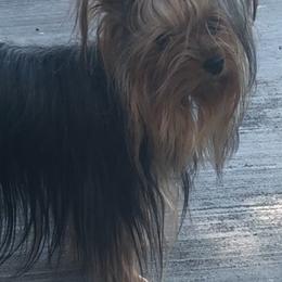 Yorkshire Terriers from Deb’sYorkies