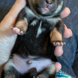 Addy Bravo Boy 1 - Black and tan male Shiba Inu puppy in Brecksville, Ohio from Shomaisou Shiba Inu