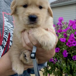 Grey Boy - Golden male Golden Retriever puppy in Macy, Indiana from Macy Golden Meadows