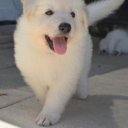 Berger Blanc Suisse and German Shepherd Puppies from Vom Hundhaus German Shepherds