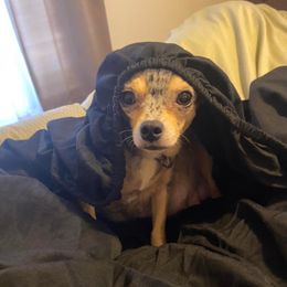 Chihuahuas from Taylor Made Kennels