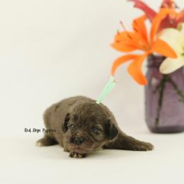 Lady (Teal Collar Female) - Merle female Cavapoo puppy in Republic, Missouri from Red Skye Puppies