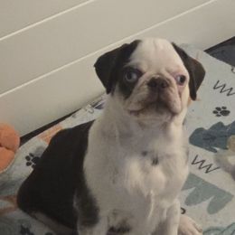 Banchee - Cream male Pug puppy in Boiling Springs, South Carolina from Monsterpugs