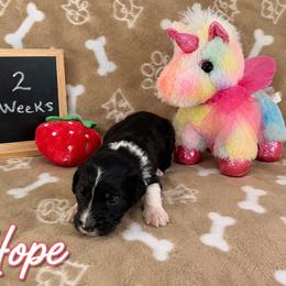 Hope - Black and white female Sheepadoodle puppy in Glen Rose, Texas from Clevenger’s Sheepadoodle Fur Baby Farm