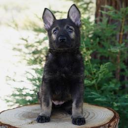 Cali - Sable female German Shepherd puppy in Coarsegold, California from Yosemite Shepherds