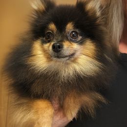 Enzo - Pomeranian