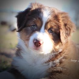 Miniature Australian Shepherd Puppies from Sassy Lil Aussies