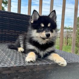 Yorick - Tri-color male Pomsky puppy in Boonville, Indiana from Elysian Pomskies