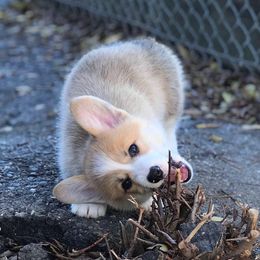 Pembroke Welsh Corgi Puppies from Gwyndolyns
