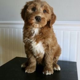 Butter Pecan - Red  female Goldendoodle puppy in Taylorsville, North Carolina from Heartfelt Doodles