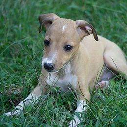 Italian Greyhounds from Uwharrie