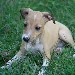Italian Greyhounds from Uwharrie