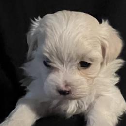 Maltese puppies from Tiny Dancer Li'l Ones