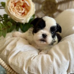Miss Pink - Black and white female Shih Tzu puppy in Waco, Texas from Shih Tzus To Love