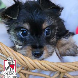 Lucky - Black and tan male Yorkshire Terrier puppy in California from Corazon de gigante