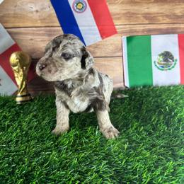 Mexico - Merle female Labradoodle puppy in Kingston, Georgia from CC Familydoodles