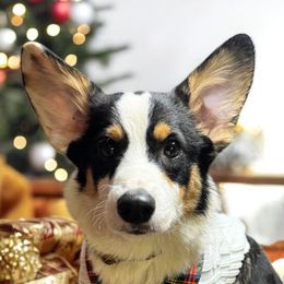 American Corgis and Pembroke Welsh Corgis from Flying Note Shorties