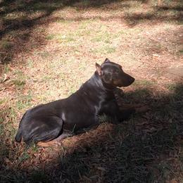 Z - Doberman Pinscher