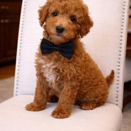 Gunner - Apricot male Goldendoodle puppy in Ormond Beach, Florida from Florida Coast Doodles