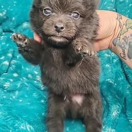 Boy 4 - Black male Pomeranian puppy in Tulsa County, Oklahoma from CP Kennels