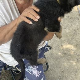 German Shepherd Puppies from Das Müller Hund Haus
