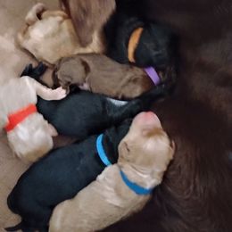 Chocolate Male - Chocolate male Labradoodle puppy in Apache Junction, Arizona from Loving Doodle