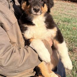 Australian Shepherd Puppies from CumberlandRidge Australian Shepherds