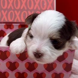 Arthur - Chocolate, tan and white male Yorkshire Terrier puppy in Tangipahoa County, Louisiana from Riche’ Louisiana Yorkies