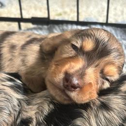 Steve - Dapple male Dachshund puppy in Grand Blanc, Michigan from KaMilira Shore Dachshunds