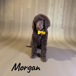 Morgan - Cafe au lait female Poodle puppy in Port Orange, Florida from Daytona’s Standard Poodles