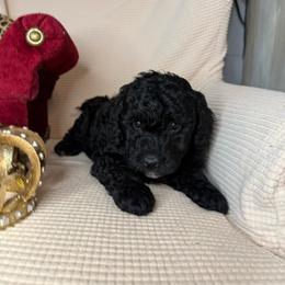 Lincoln - Black male Goldendoodle puppy in Sheridan, Arkansas from Arkie Doodles