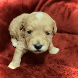Dopey - Red  male Goldendoodle puppy in Bradenton, Florida from Christianna’s Mini Goldendoodles
