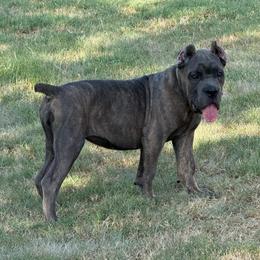 Girl 3 - Gray brindle female Cane Corso puppy in Granbury, Texas from Revolutions Kennel